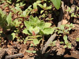 Sivun Scutellaria tuberosa Benth. kuva