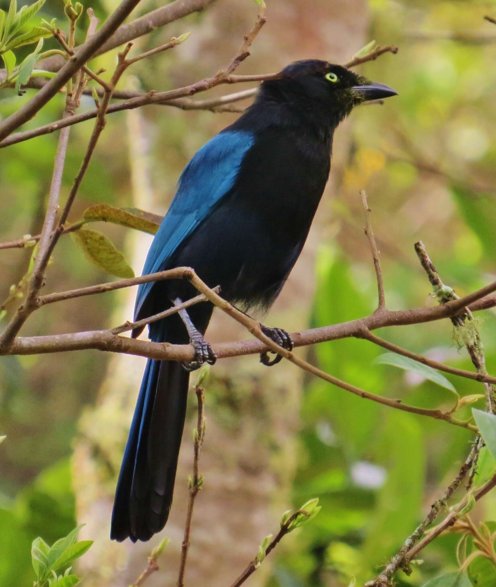 Image of Bushy-crested Jay