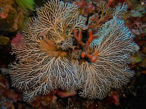 Image of fern bryozoan