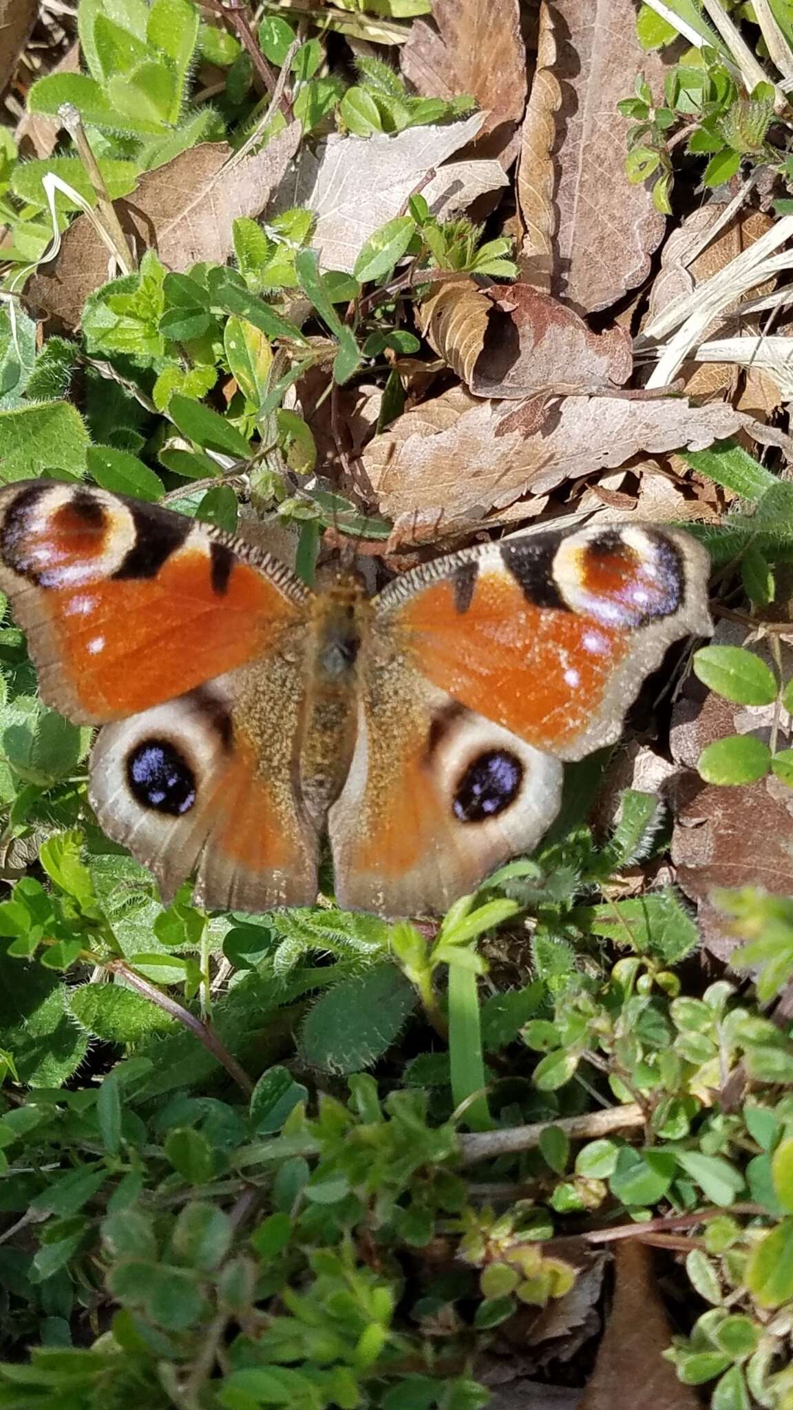 Image of Aglais io geisha (Stichel 1908)