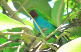 Image of Bay-headed Tanager