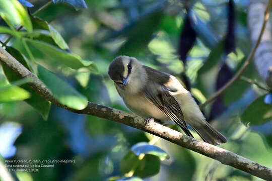 Sivun jukataninvireo kuva