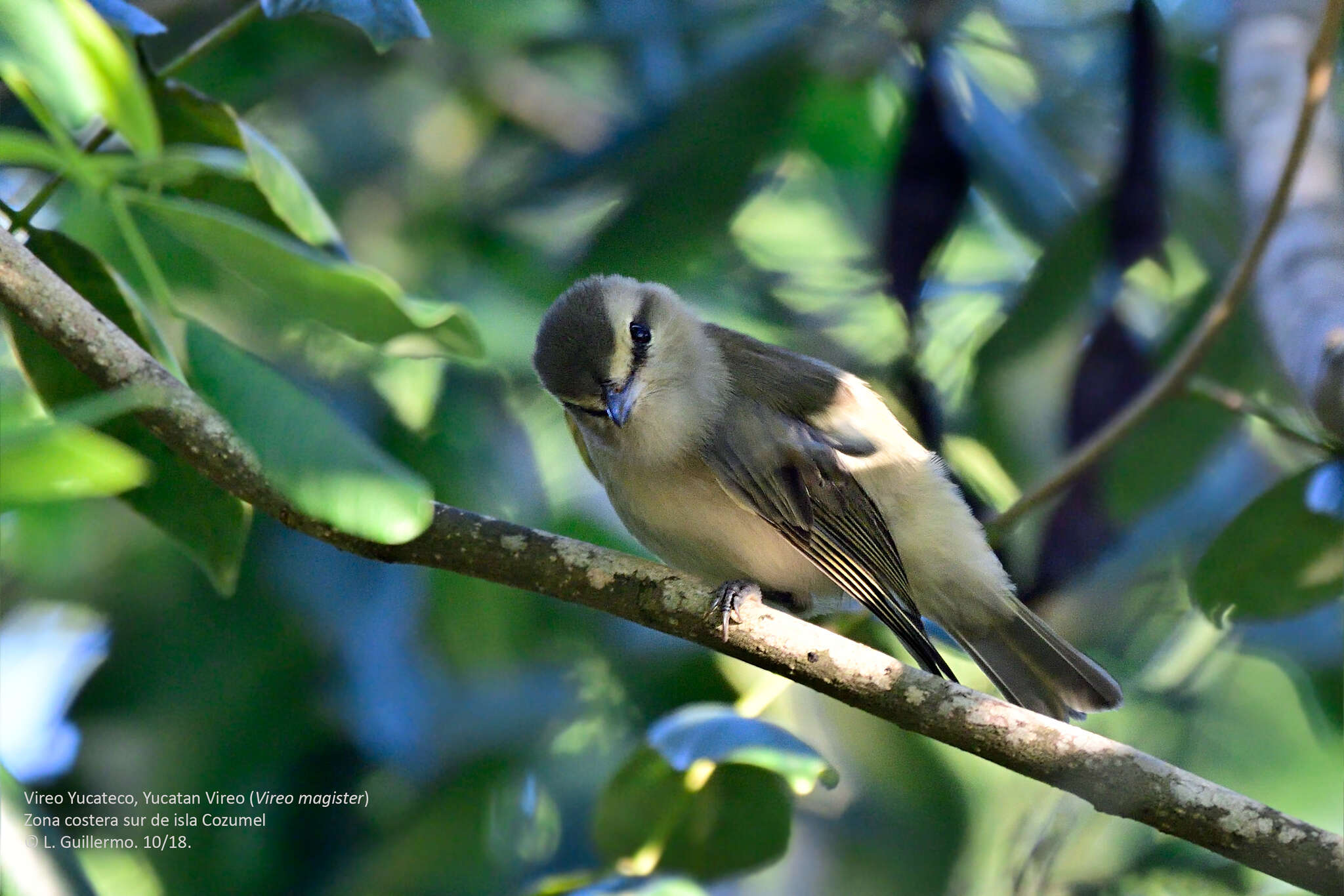 Слика од Vireo magister (Baird & SF 1871)