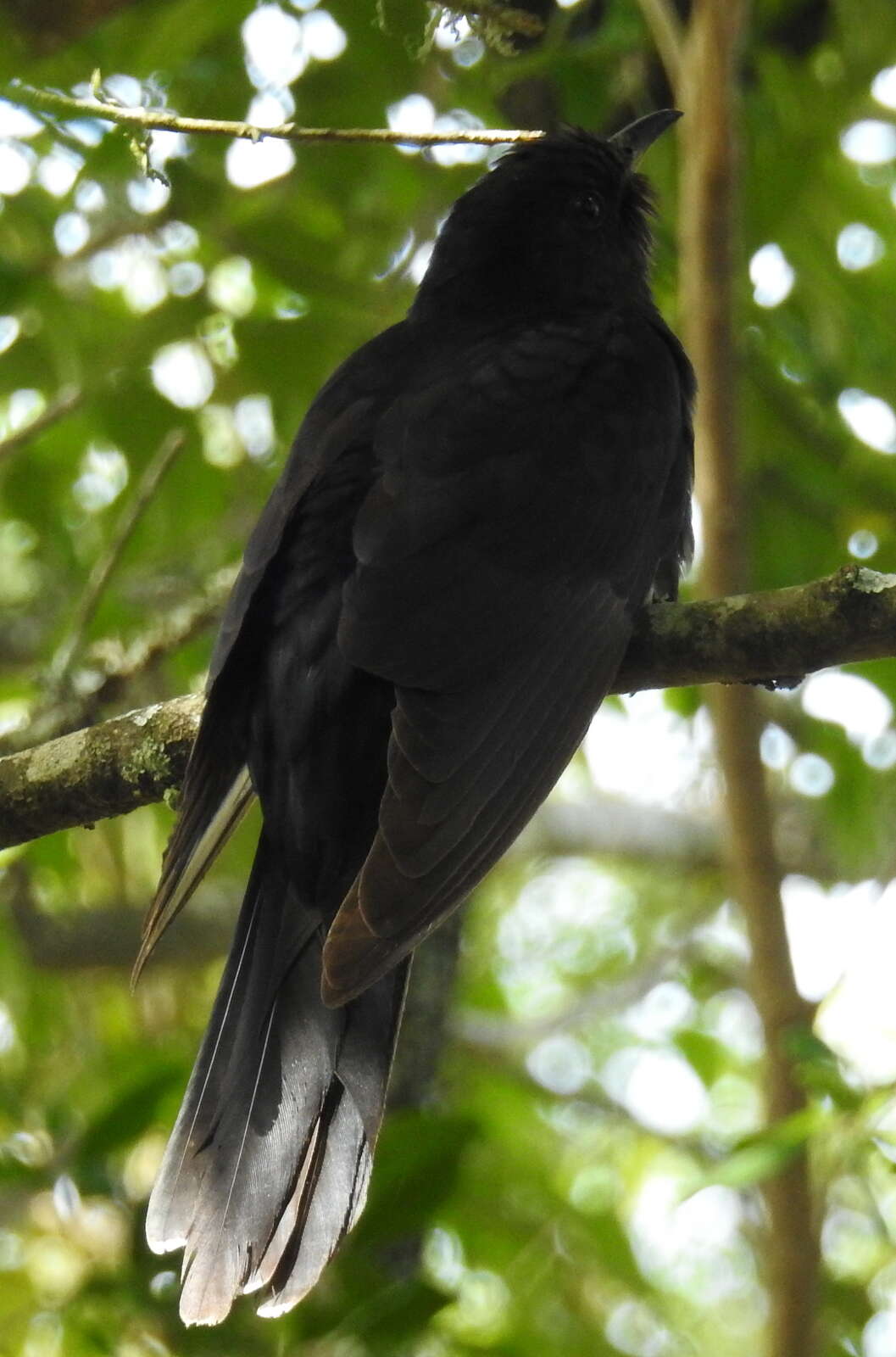 Image of Black Cuckoo