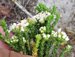 Image of Agathosma imbricata (L.) Willd.