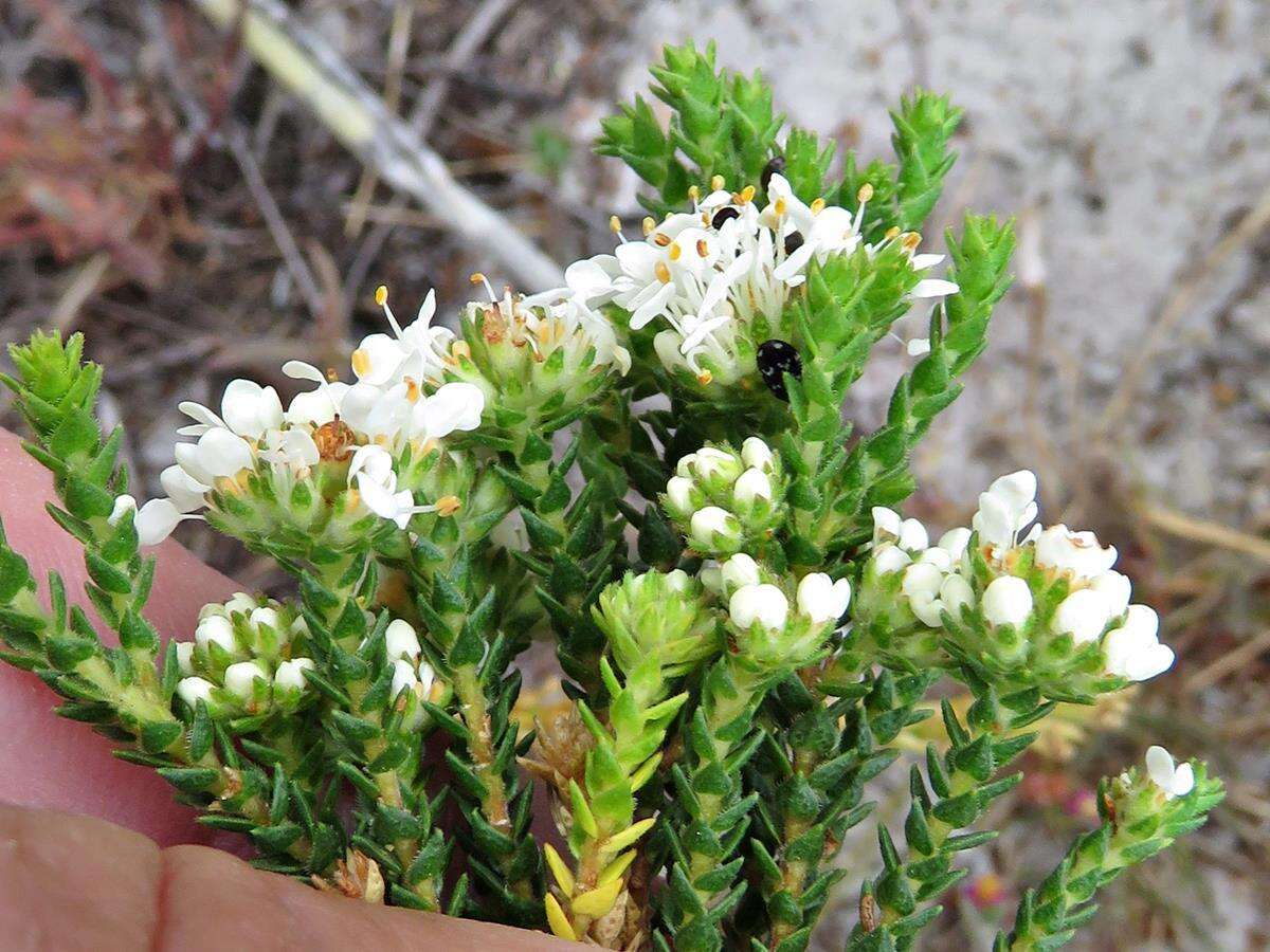 Image of Agathosma imbricata (L.) Willd.