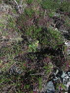 Image of Ophrys umbilicata subsp. flavomarginata (Renz) Faurh.