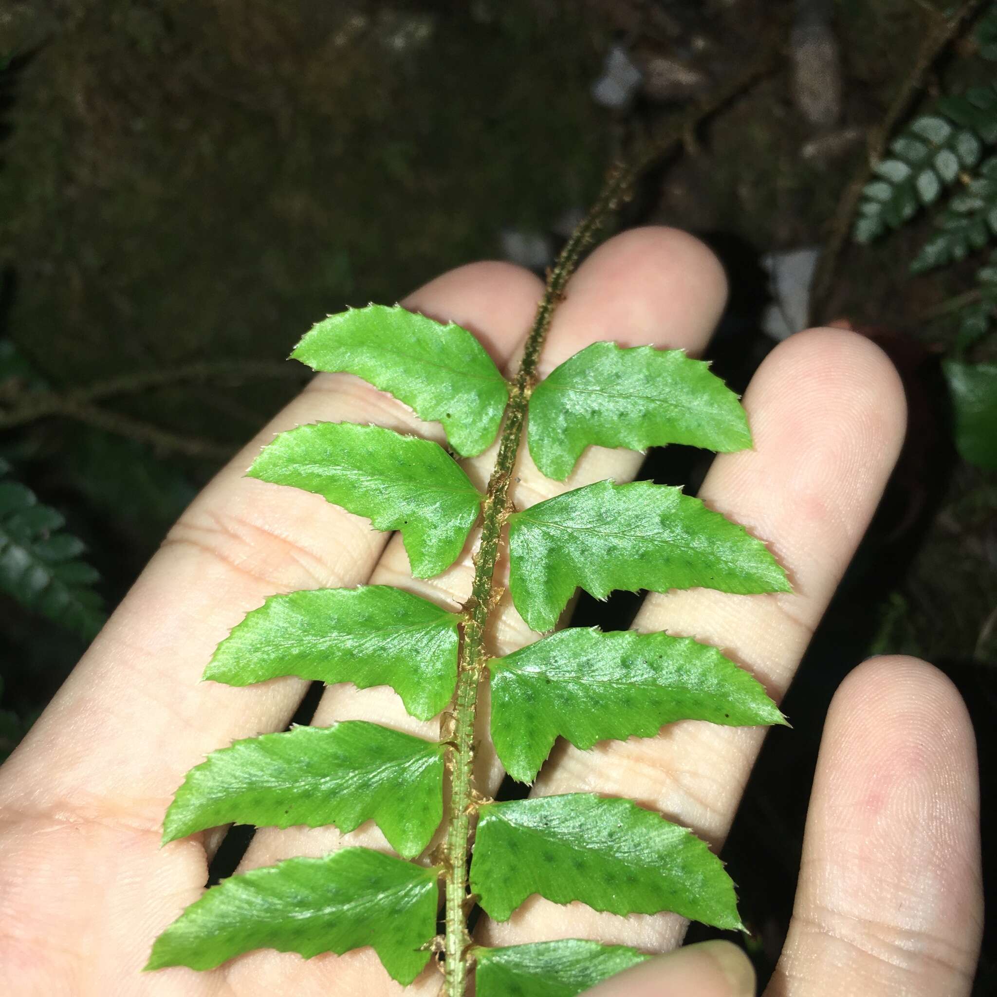 Plancia ëd Polystichum nepalense (Spreng.) C. Chr.