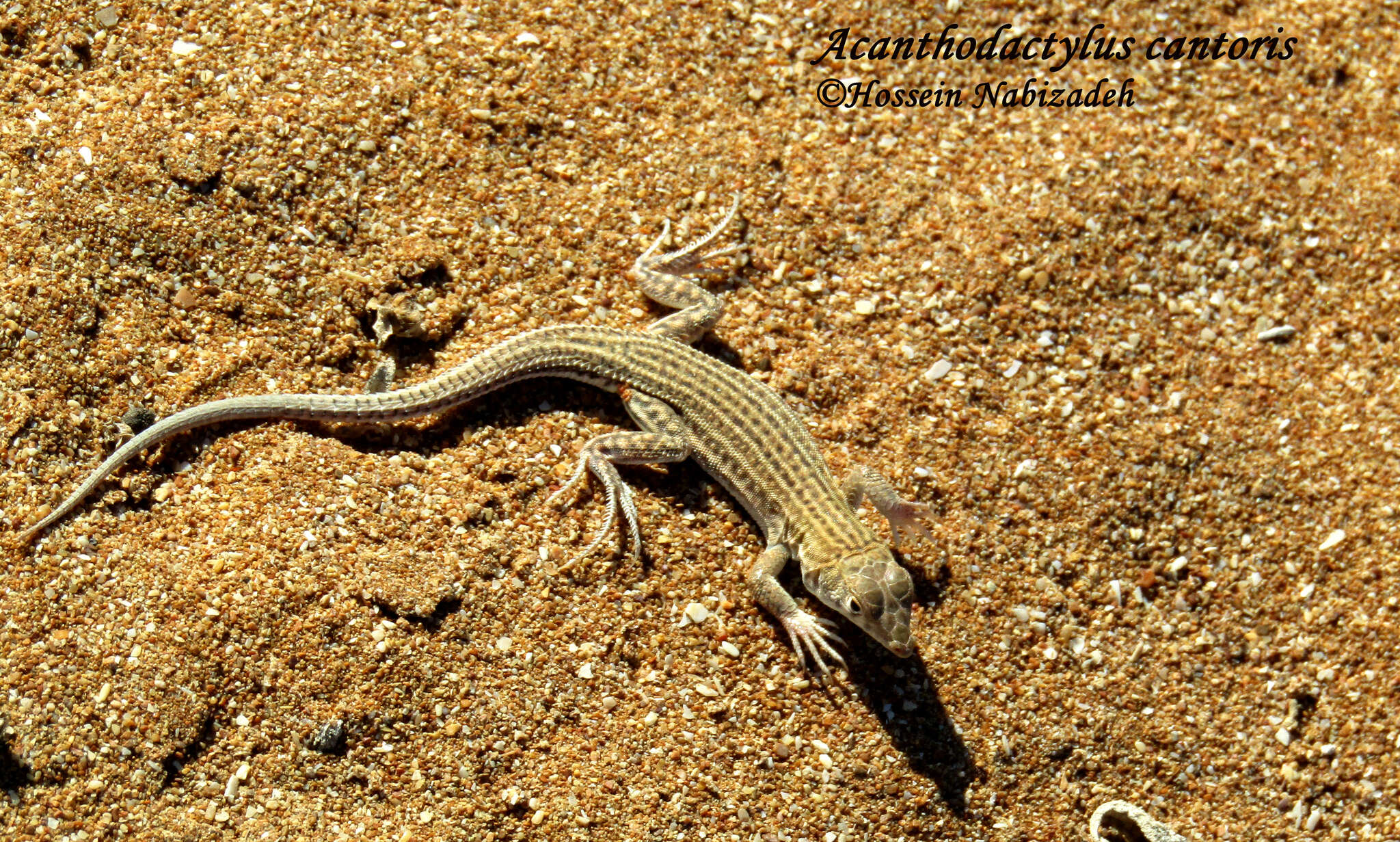 Plancia ëd Acanthodactylus cantoris Günther 1864