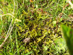 Image of pseudoscleropodium moss