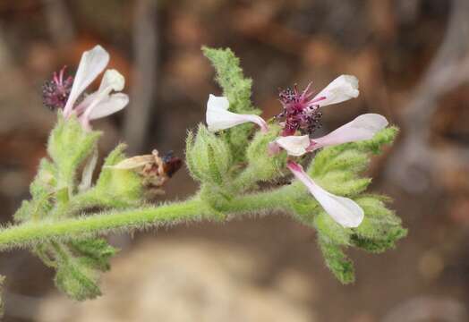 Image de Anisodontea reflexa (Wendl.) D. M. Bates