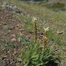 Image of Pedicularis achilleifolia Stephan ex Willd.