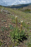 Image of Pedicularis achilleifolia Stephan ex Willd.