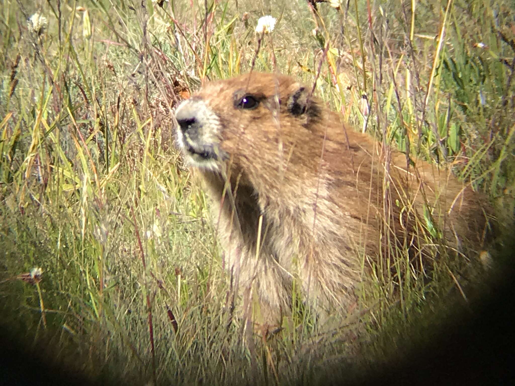 Image of Olympic Marmot