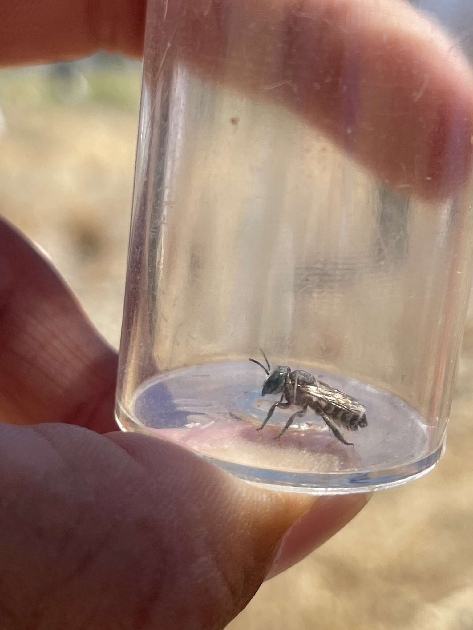 Image of Apical Leafcutter Bee