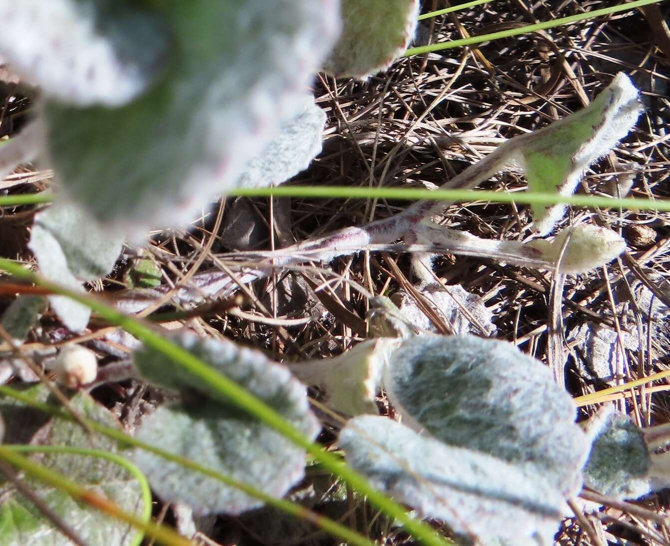 Image of Centella eriantha (Rich.) Drude