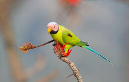 Image of Blossom-headed Parakeet