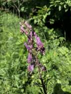 Image of Aconitum lycoctonum subsp. moldavicum (Hacq.) J. Jalas