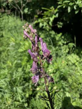 Image of Aconitum lycoctonum subsp. moldavicum (Hacq.) J. Jalas