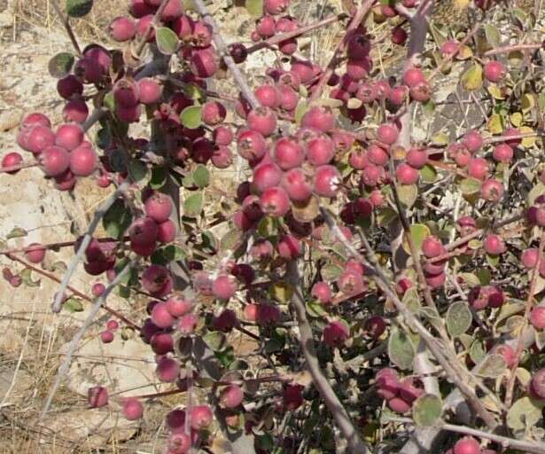 Plancia ëd Cotoneaster nummularius Fisch. & C. A. Meyer