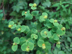 Image of Euphorbia squamosa Willd.