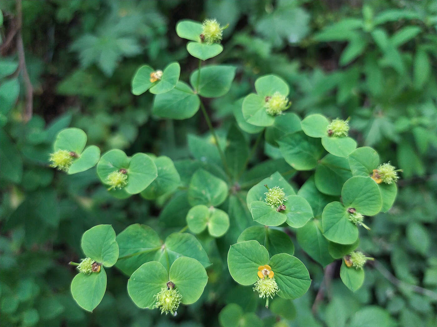 Image of Euphorbia squamosa Willd.