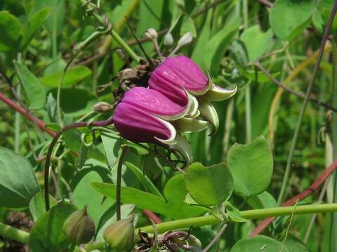 Image of White-Leaf Leather-Flower