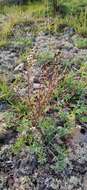 Image of Artemisia arctica