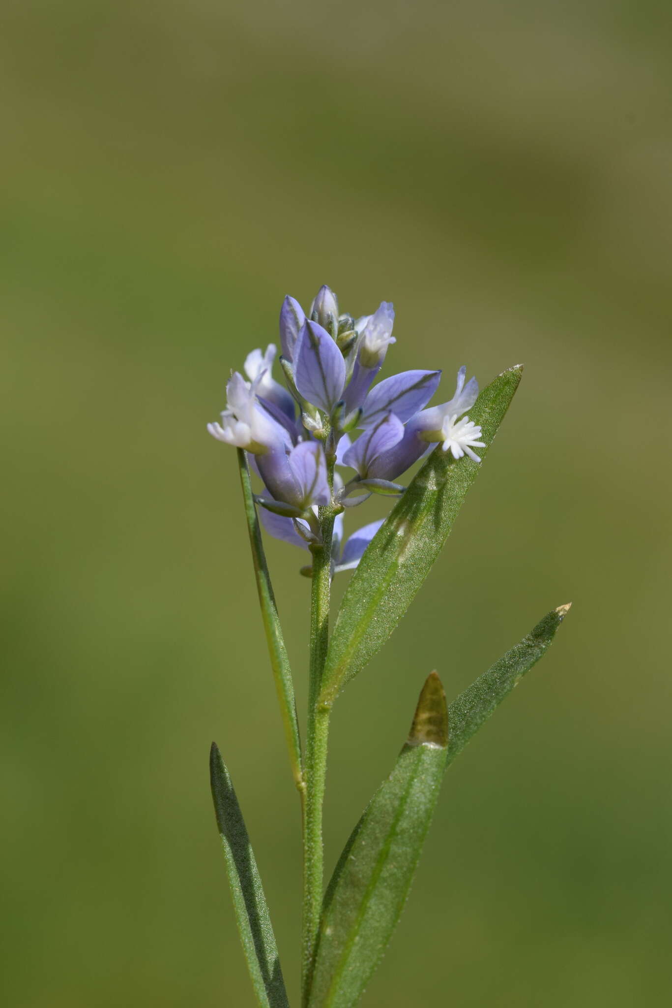 Image de Polygala alpestris Rchb.