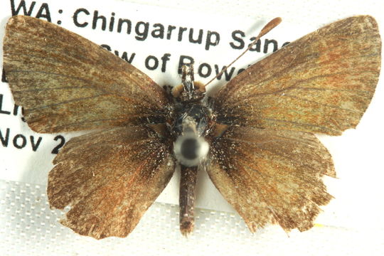 Image of <i>Neolucia agricola</i> (Westwood (1851))
