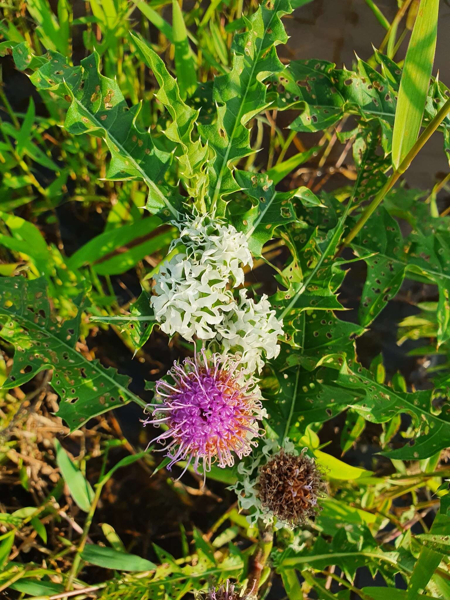 Image of Pacourina edulis Aubl.