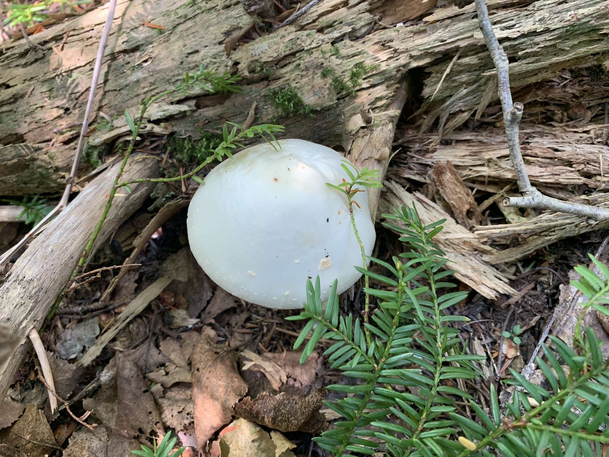 Image of Amanita aestivalis Singer 1959