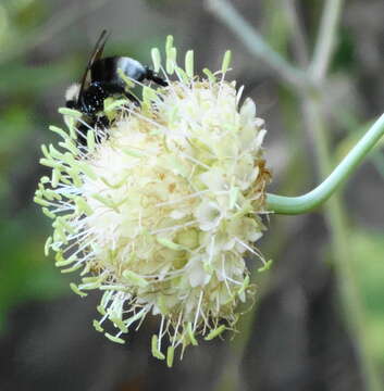 Image of Cephalaria ambrosioides (Sibth. & Sm.) Roem. & Schult.