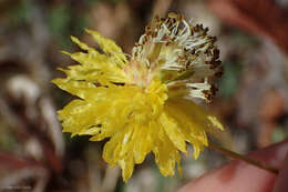 Слика од Neptunia plena (L.) Benth.