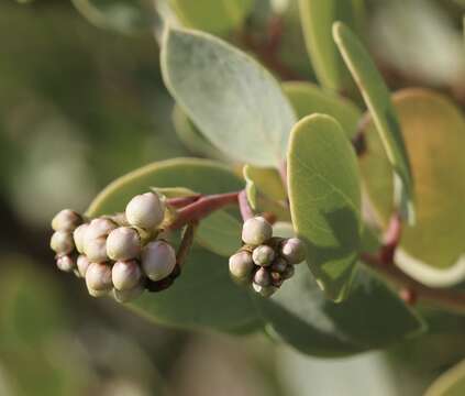 Sivun Arctostaphylos viscida subsp. pulchella (T. J. Howell) P. V. Wells kuva