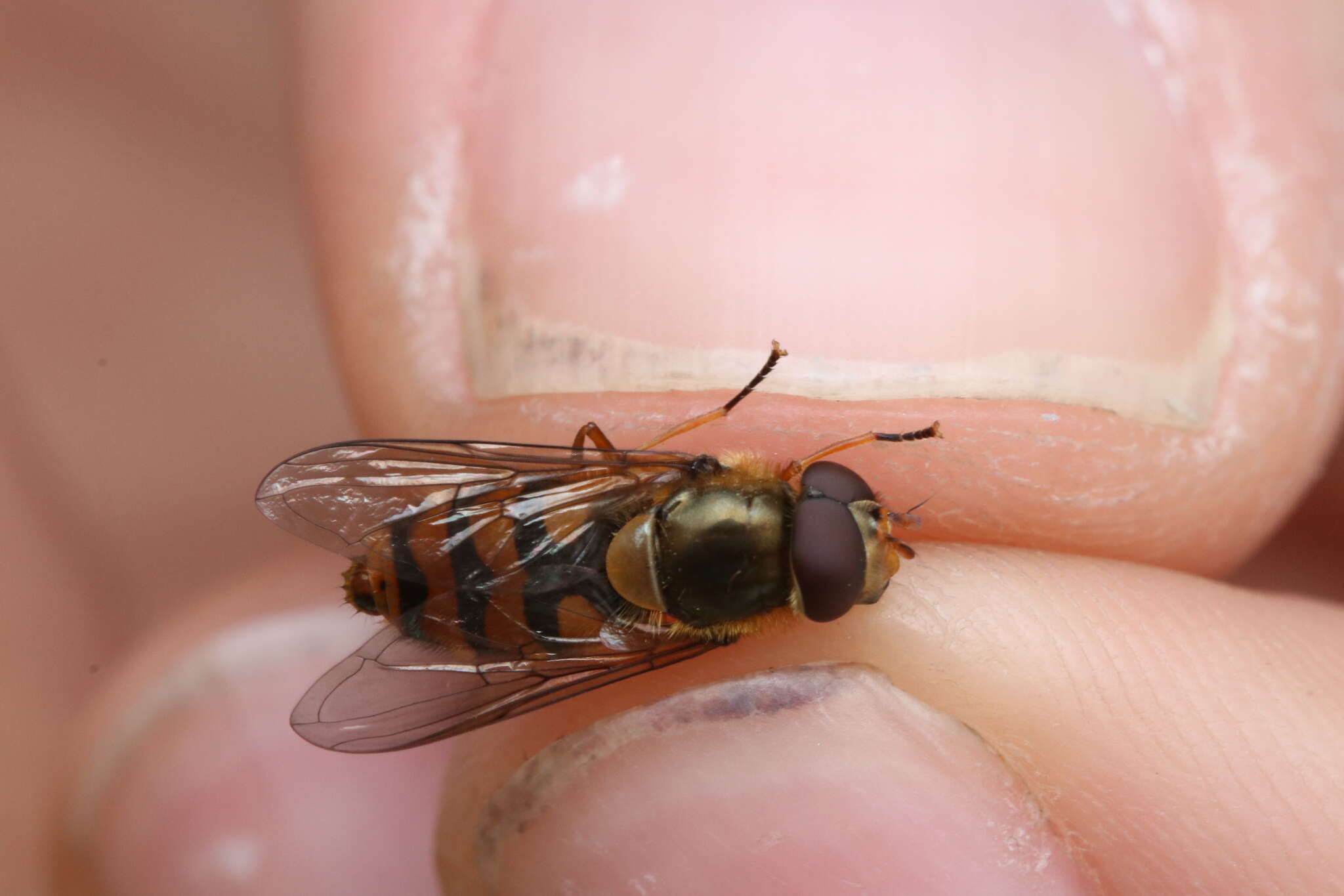 Image of Parasyrphus nigritarsis (Zetterstedt 1843)