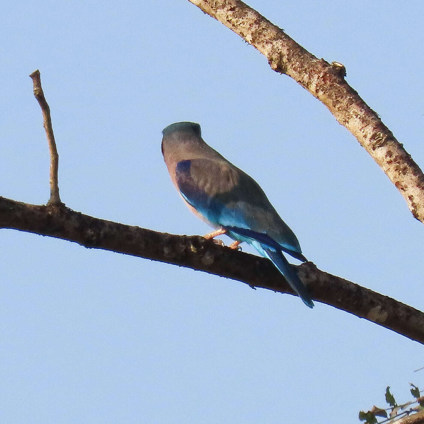 Image of Indochinese Roller