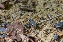 Image of Appalachian Tiger Beetle