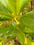 Image de Illicium hottense A. Guerrero