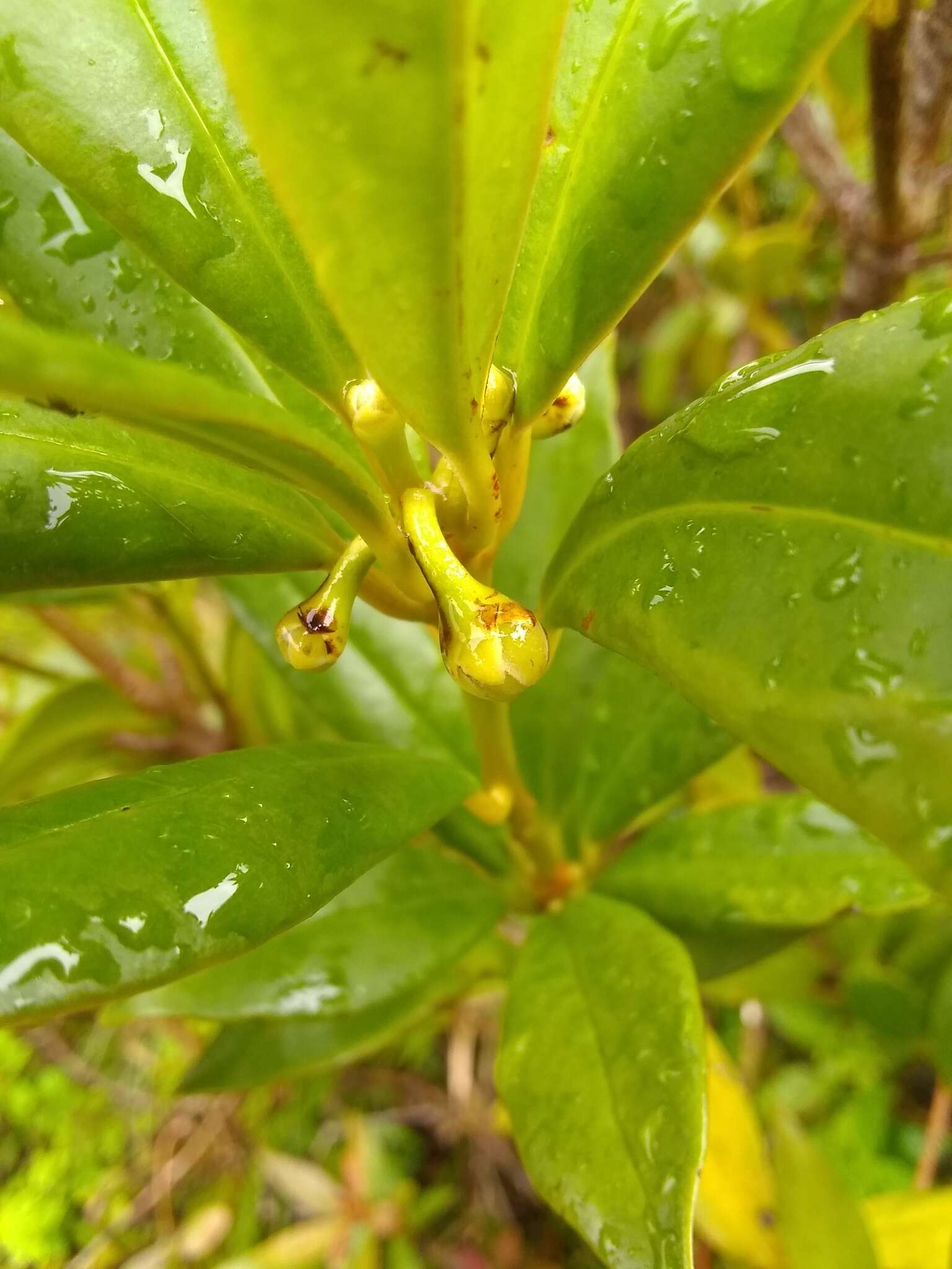 Image de Illicium hottense A. Guerrero