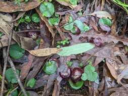 Image of Bristly helmet orchid