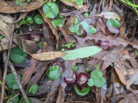 Image of Bristly helmet orchid