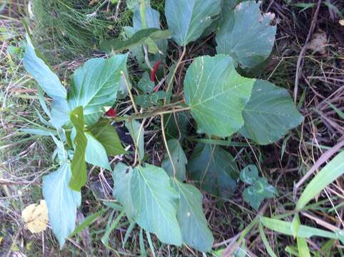 Imagem de Acalypha hispida Burm. fil.