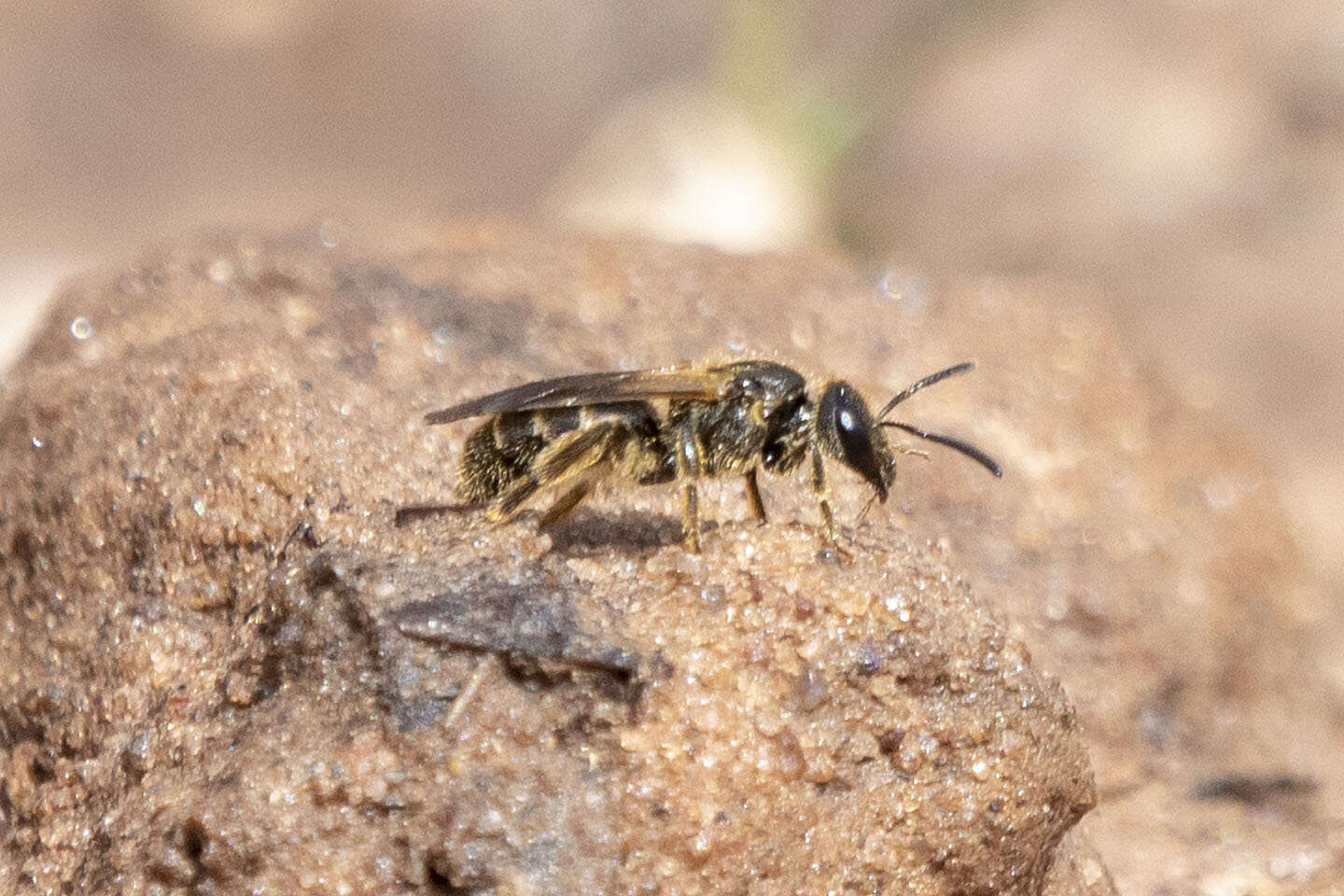 Image de Lasioglossum quebecense (Crawford 1907)