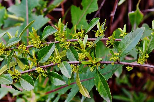 صورة Rhamnus crenulata Ait.