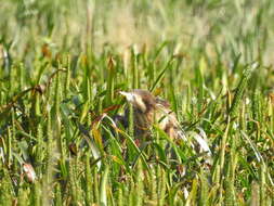 Image of Australasian Bittern