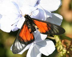 Image of Acraea igola Trimen 1889