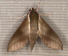 Image of Theretra indistincta (Butler 1877)