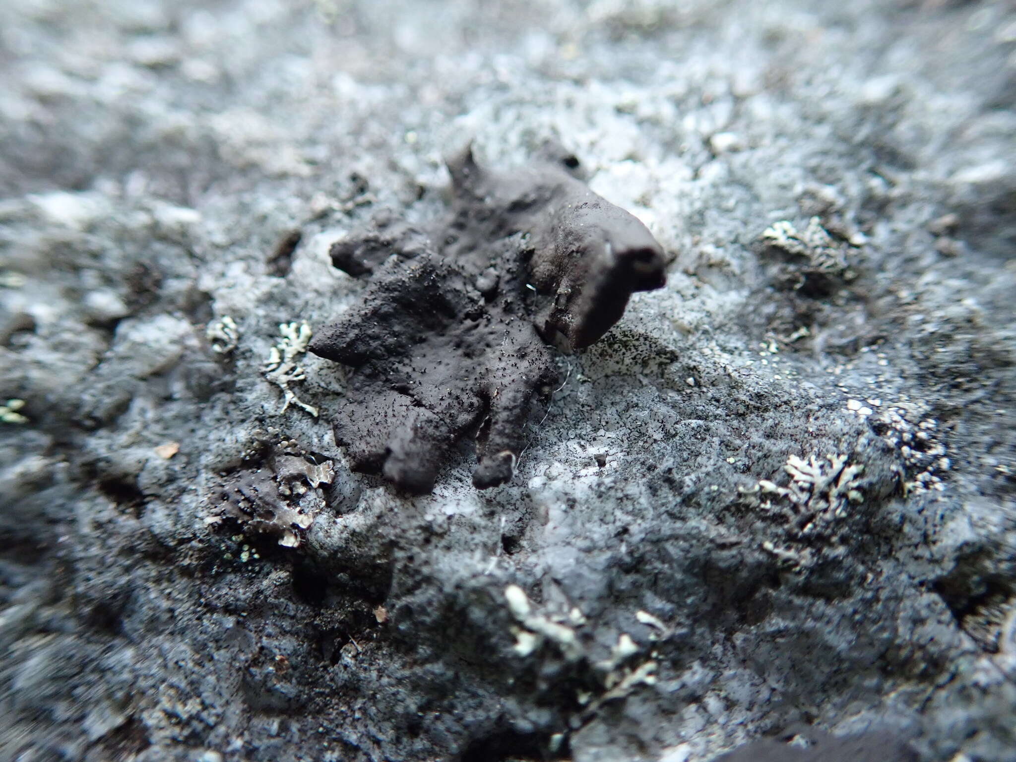 Image of Peppered rock tripe lichen