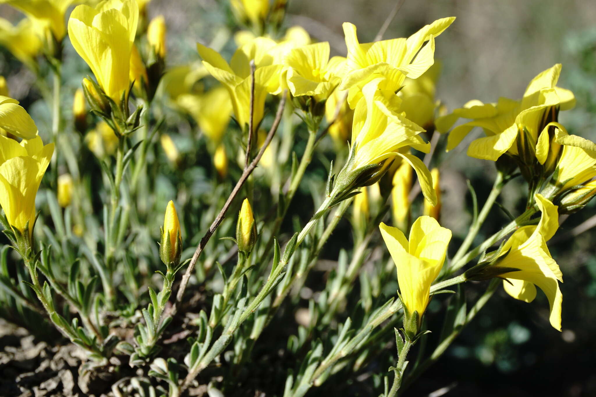 Linum pallasianum Schultes resmi